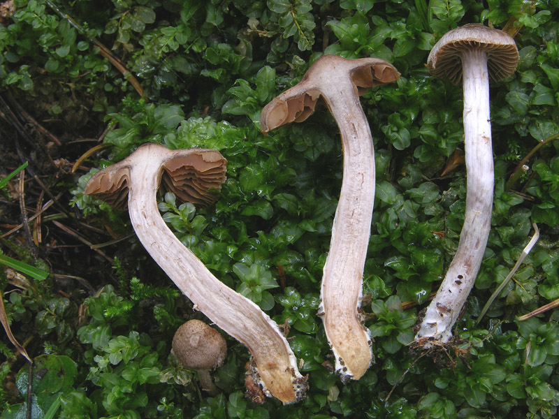 Cortinarius n�3. (cfr. Cortinarius sez. Bicolores)